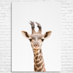 Baby Giraffe by TaiPrints