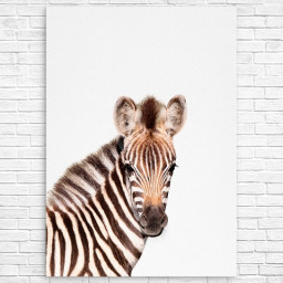 Baby Zebra by TaiPrints